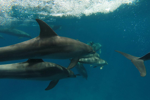 Hurghada : hors-bord observation des dauphins et snorkelingVisite en groupe