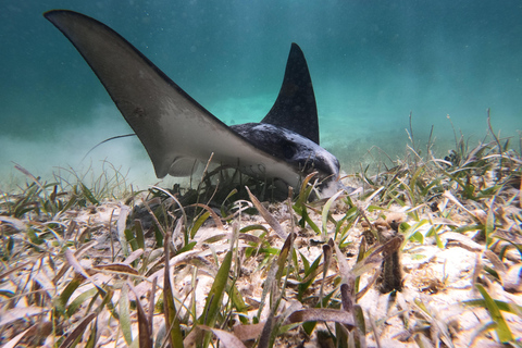 Snorkeltur: leta efter sköldpaddor vid Mahahual revlagunSnorkeltur: letar efter sköldpaddor vid Mahahuals revlagun