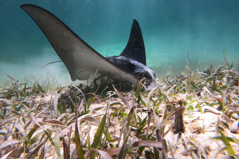 Snorkeltour: zoeken naar schildpadden bij de Mahahual-riflaguneSnorkeltour: schildpadden zoeken bij de Mahahual-riflagune