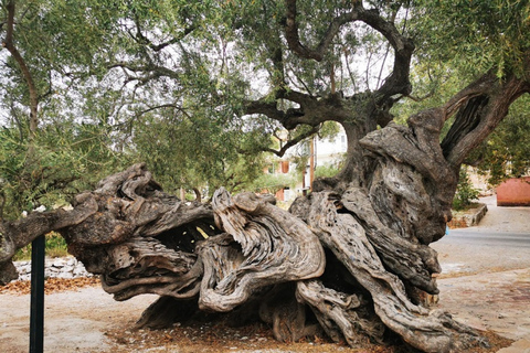 Zakynthos: plaża wraku statku, punkt widokowy, Błękitne Jaskinie - całodniowa wycieczkaZakynthos: Plaża wraku statku, punkt widokowy, Błękitne Jaskinie - całodniowa wycieczka