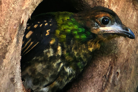 Wędrówka po lesie chmur MonteverdeSpacer przyrodniczy po lesie chmur Monteverde