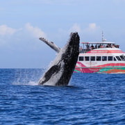 Hervey Bay: Half-Day Whale-Watching Cruise