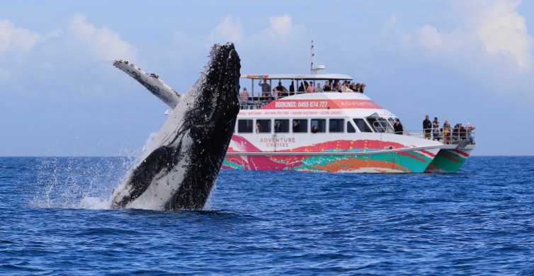 Hervey Bay Whale Watching Cruise Half Day GetYourGuide
