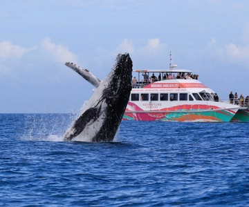 Hervey Bay: Cruzeiro de meio dia de observação de baleias