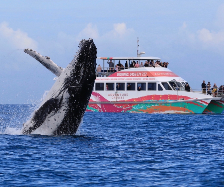 Hervey Bay: Half-Day Whale-Watching Cruise