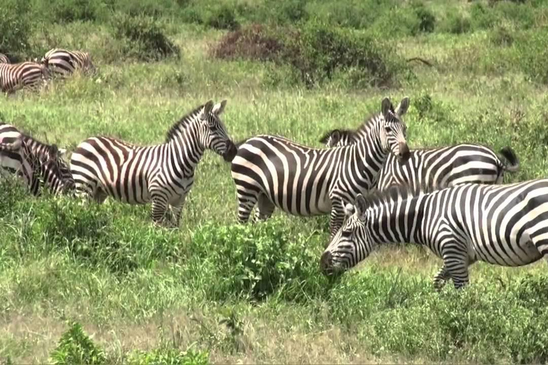 Nairobi: Tour privato di 5 giorni del Maasai Mara, Nakuru e NaivashaNairobi: tour privato di 5 giorni Maasai Mara, Nakuru e Naivasha