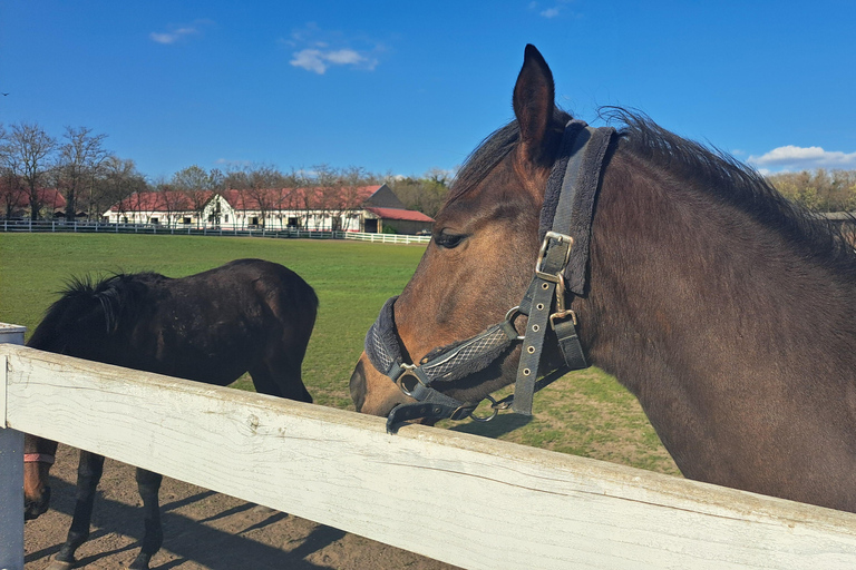 From Belgrade: Visit Subotica and stunning Zobnatica Stables
