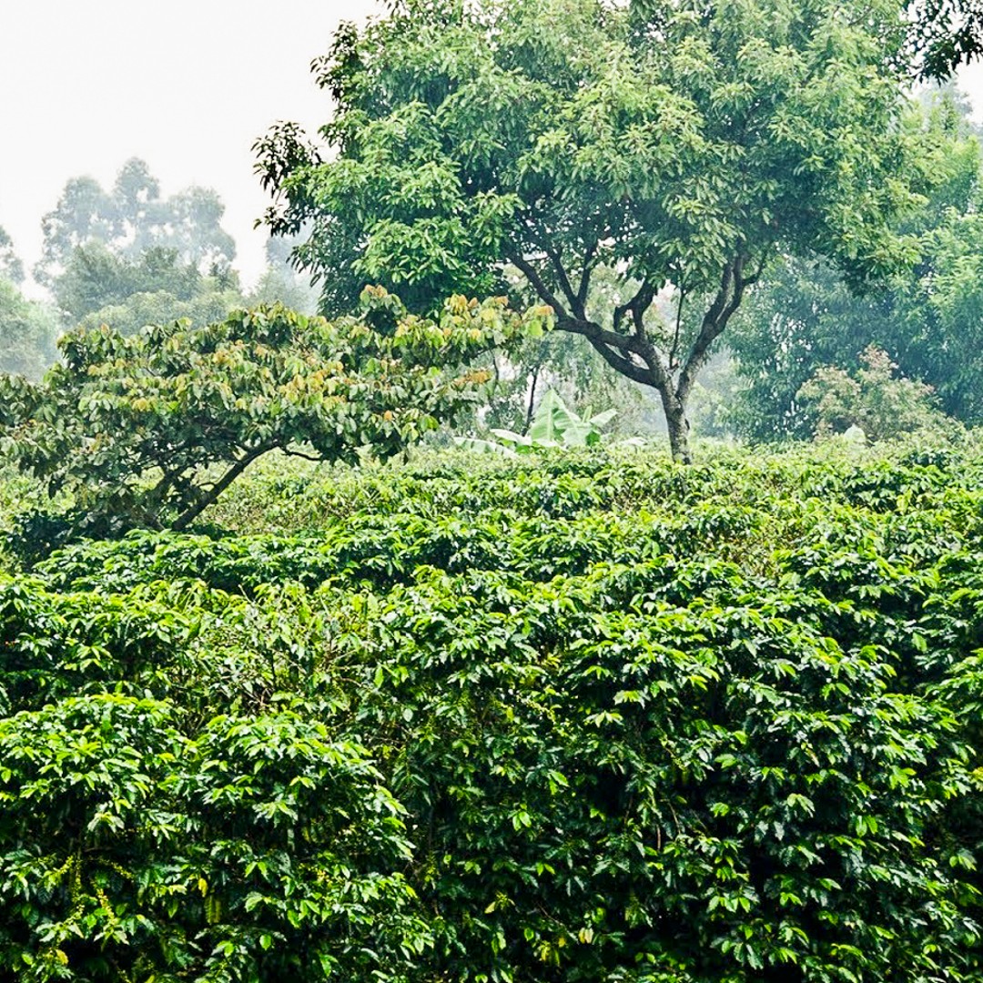 Colagem de mídia