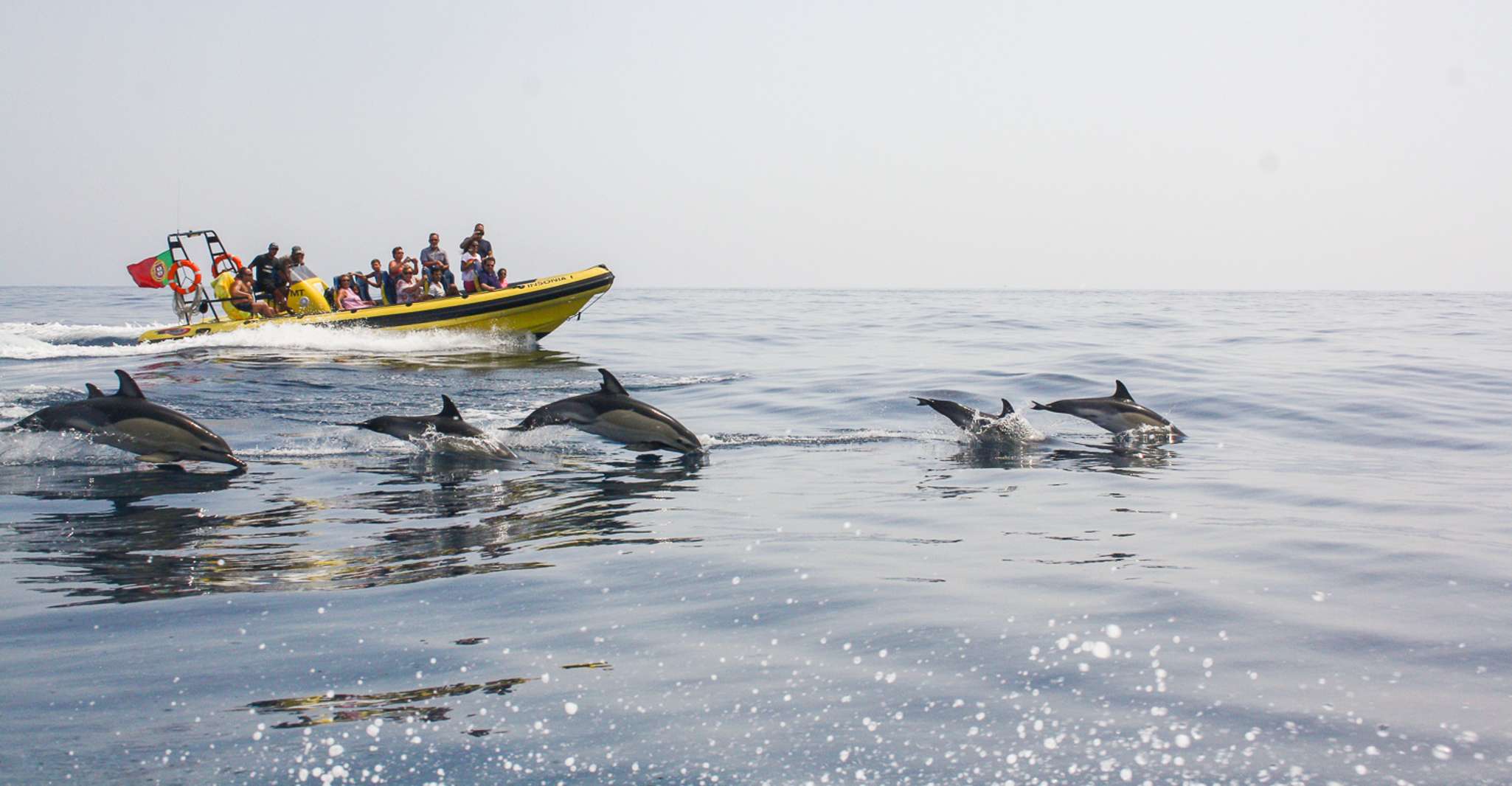 Albufeira, Benagil Caves & Dolphin Watching Speed Boat Tour - Housity