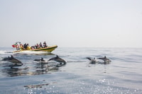 Albufeira, Benagil Caves & Dolphin kijken snelheidsboottour - Housity