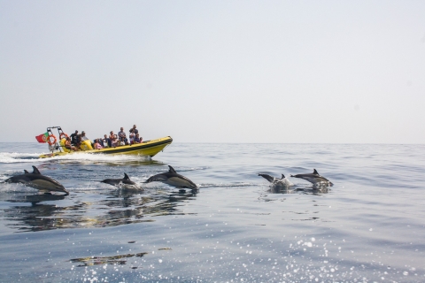 Albufeira: Benagil Caves & Dolphin Watching Speed Boat Tour Group Tour in English and French