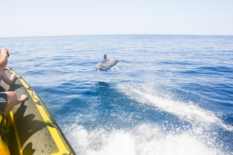 Albufeira: Benagil Caves & Dolphin Watching Speed Boat Tour Group Tour in English and French
