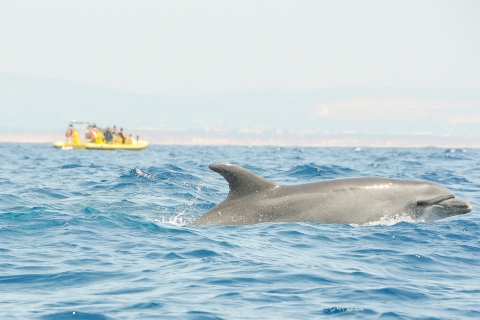 Albufeira: Benagil-grotten & dolfijnspotten per speedbootGroepstour in het Engels - Laagseizoen