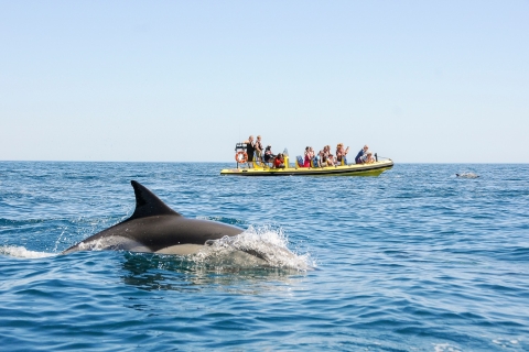 Albufeira: Benagil Caves & Dolphin Watching Speed Boat Tour Private Tour in English, French, Spanish, or Portuguese
