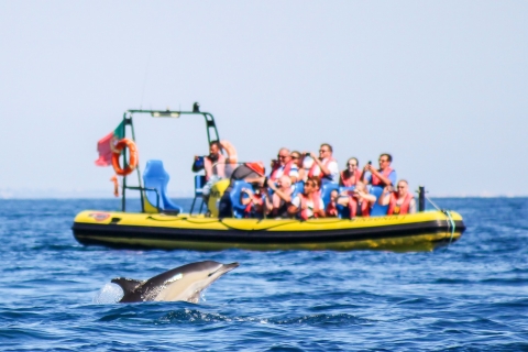 Albufeira: Benagil-grotten & dolfijnspotten per speedbootPrivétour in het Frans