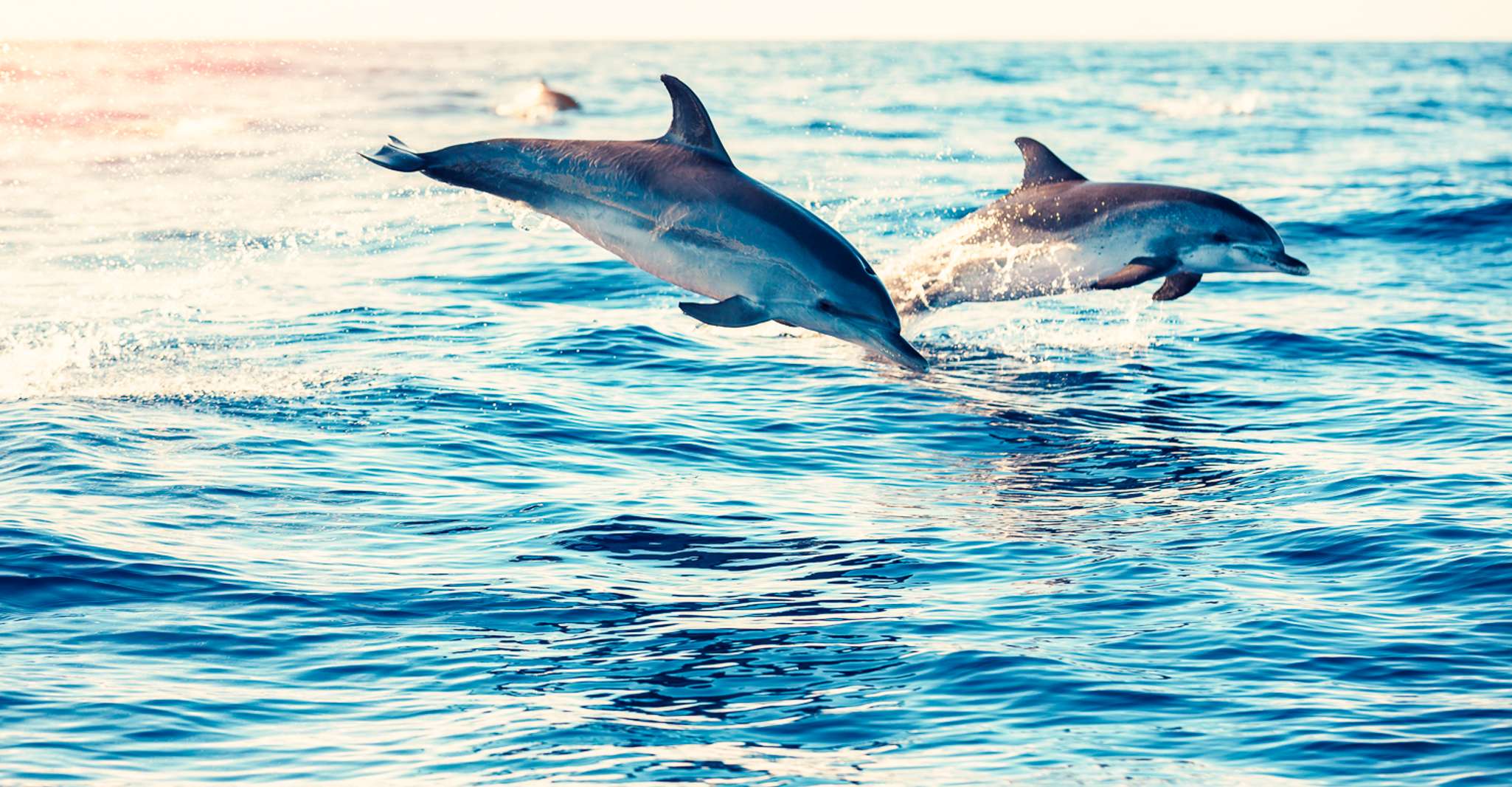 Albufeira, Benagil Caves & Dolphin Watching Speed Boat Tour - Housity