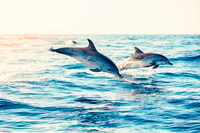 Albufeira, Benagil Caves & Dolphin kijken snelheidsboottour - Housity
