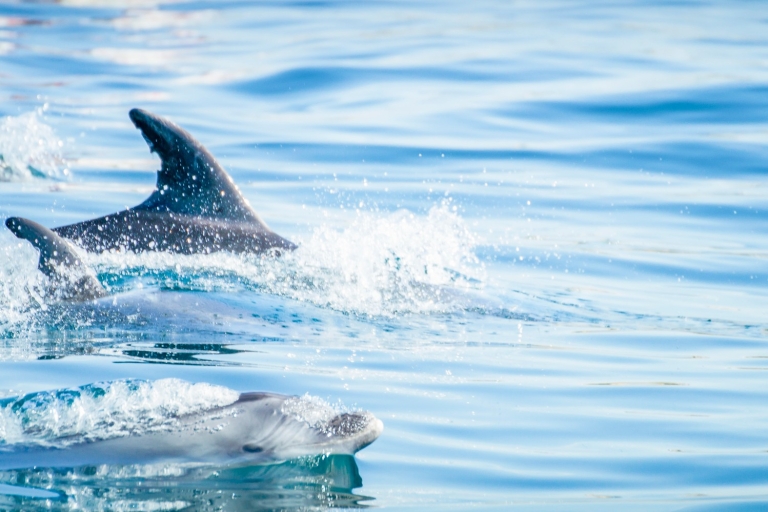 Albufeira: Benagil-Höhle & Delfinbeobachtung Speedboot-TourPrivate Tour Englisch, Französisch, Spanisch, Portugiesisch