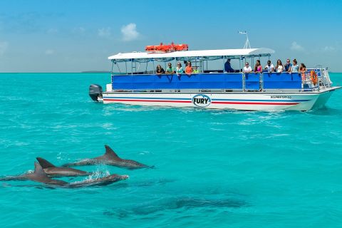 Key West: tour ecologico di osservazione dei delfini e snorkeling