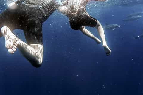 Vila Franca do Campo: Swimming With Dolphins & Snorkel Tour