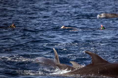 Vila Franca do Campo: Swimming With Dolphins & Snorkel Tour