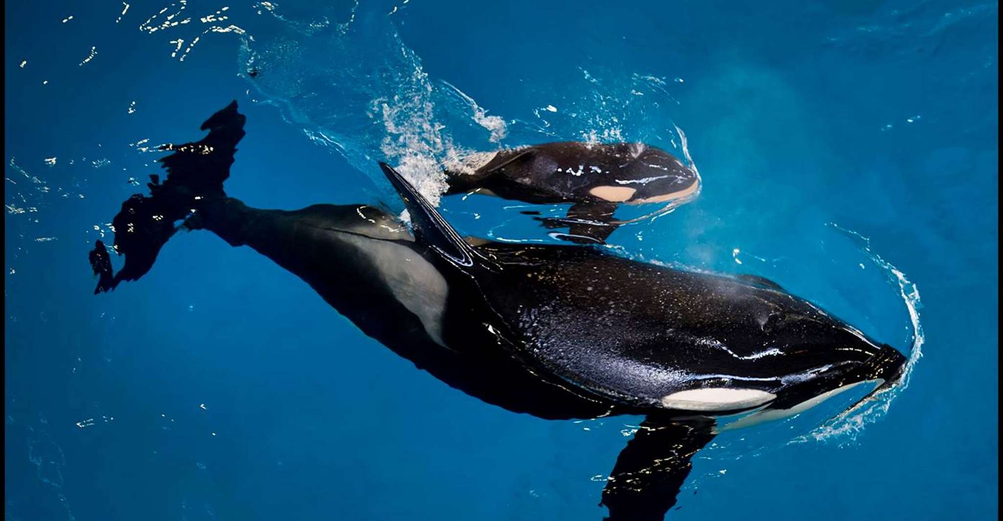 San Antonio: SeaWorld Skip-the-Line Park Admission Ticket photo 12