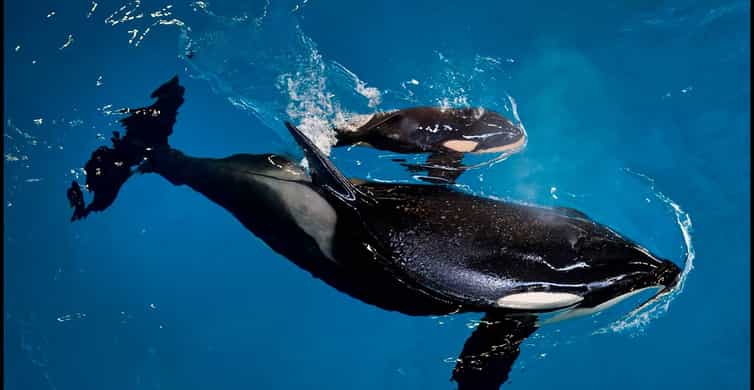 San Antonio: SeaWorld Skip-the-Line Park Admission Ticket photo 12