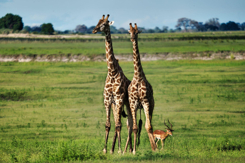 Chobe National Park Express Land Safari + Pickup