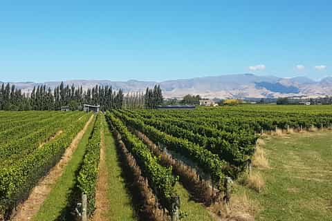 Marlborough Half Guided & Half Self-Guided Bike Wine Tour