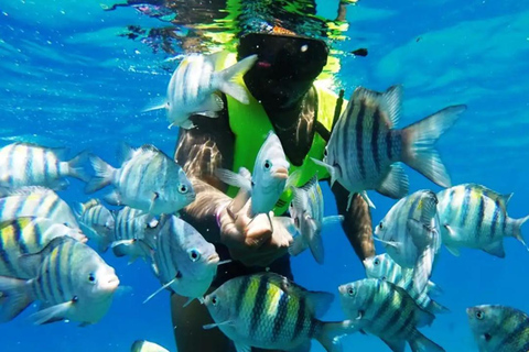 Un&#039;indimenticabile avventura di snorkeling sull&#039;isola di Catalina