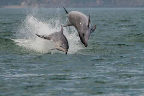 Setúbal y Tróia: viaje en barco para avistar delfines en el estuario del Sado