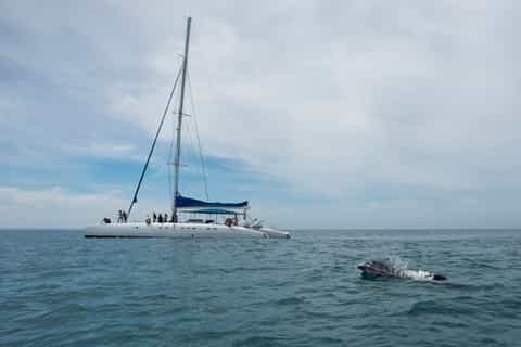 Setubal & Tróia: Sado Estuary Dolphin Watching Boat Trip