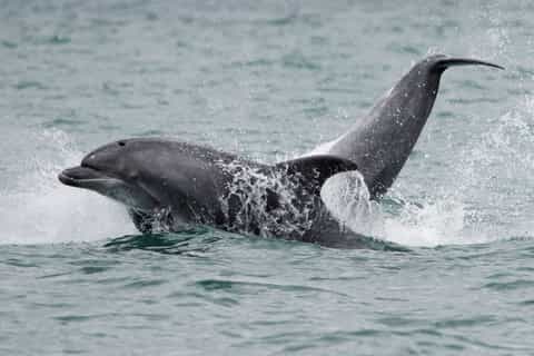 Setubal & Tróia: Sado Estuary Dolphin Watching Boat Trip