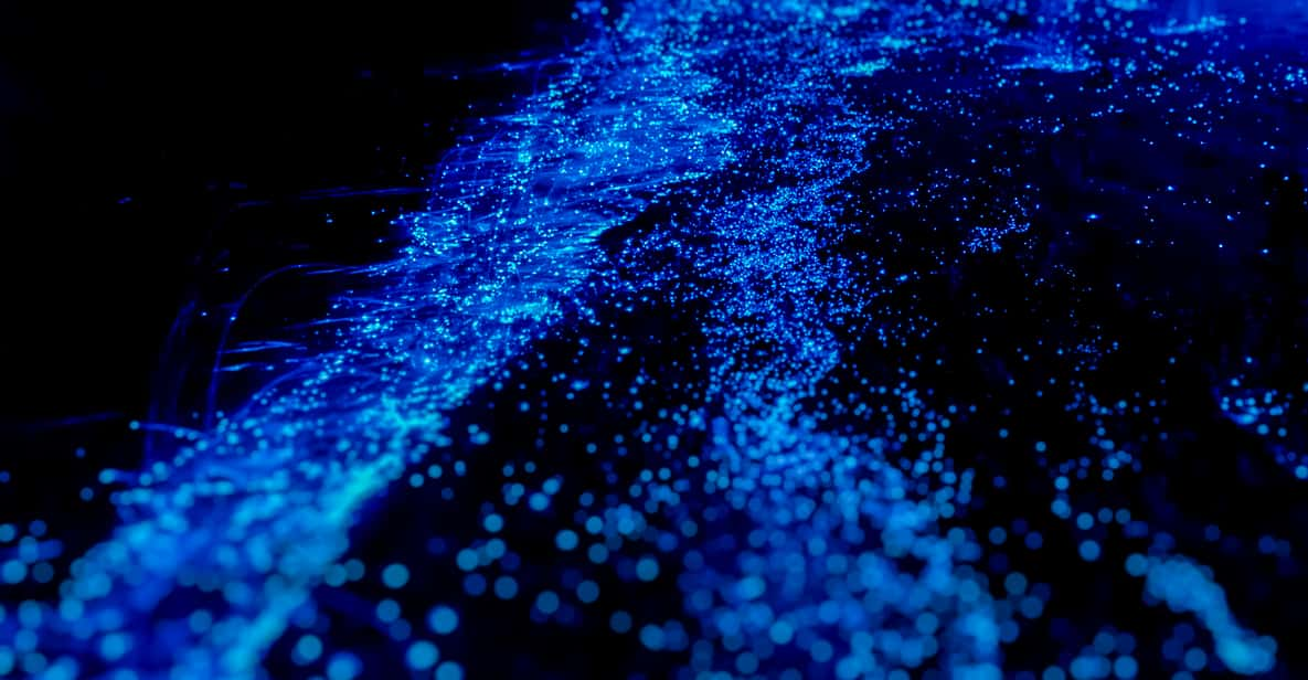 Orlando: Bioluminescence Kayak Tour | GetYourGuide