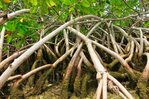Miami: Everglades Park Fan-Boat Tour and Animal Presentation