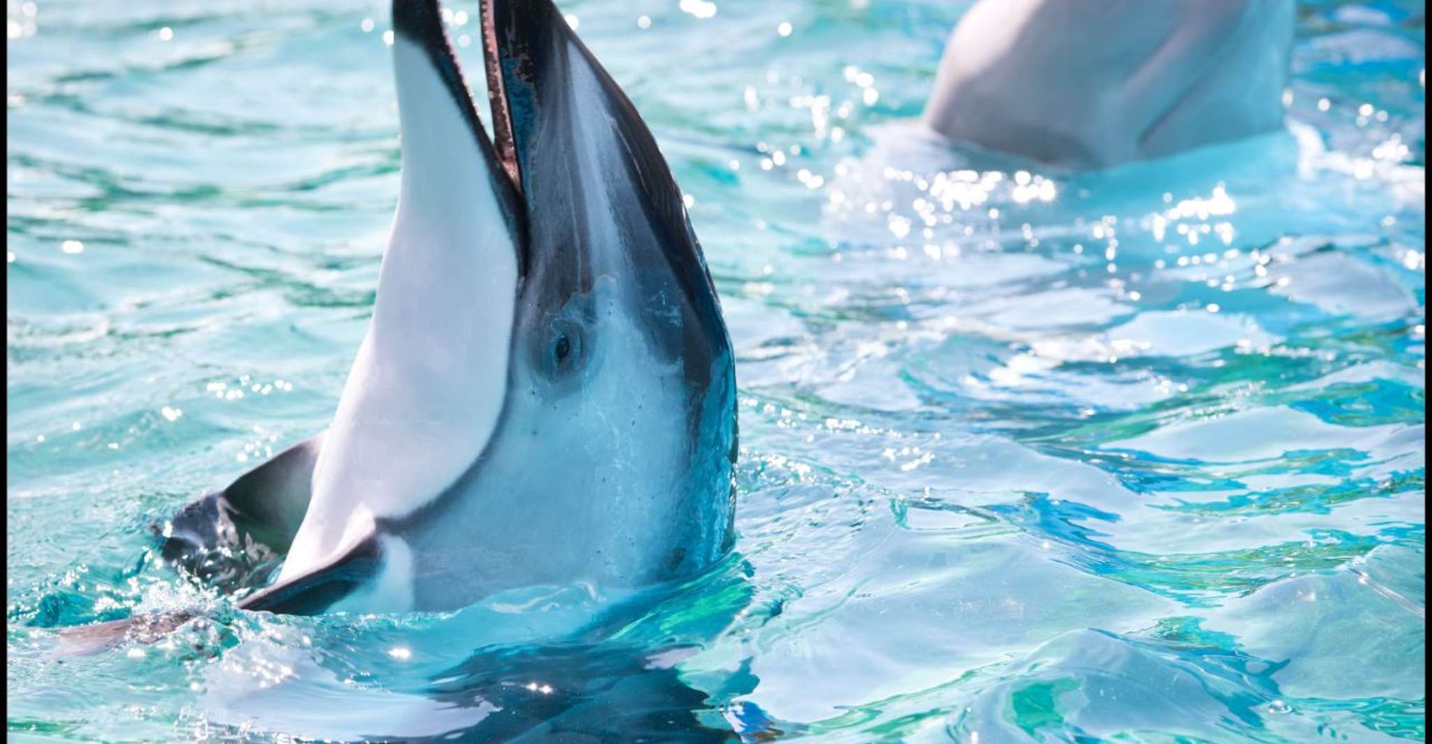 San Antonio: SeaWorld Skip-the-Line Park Admission Ticket photo 9