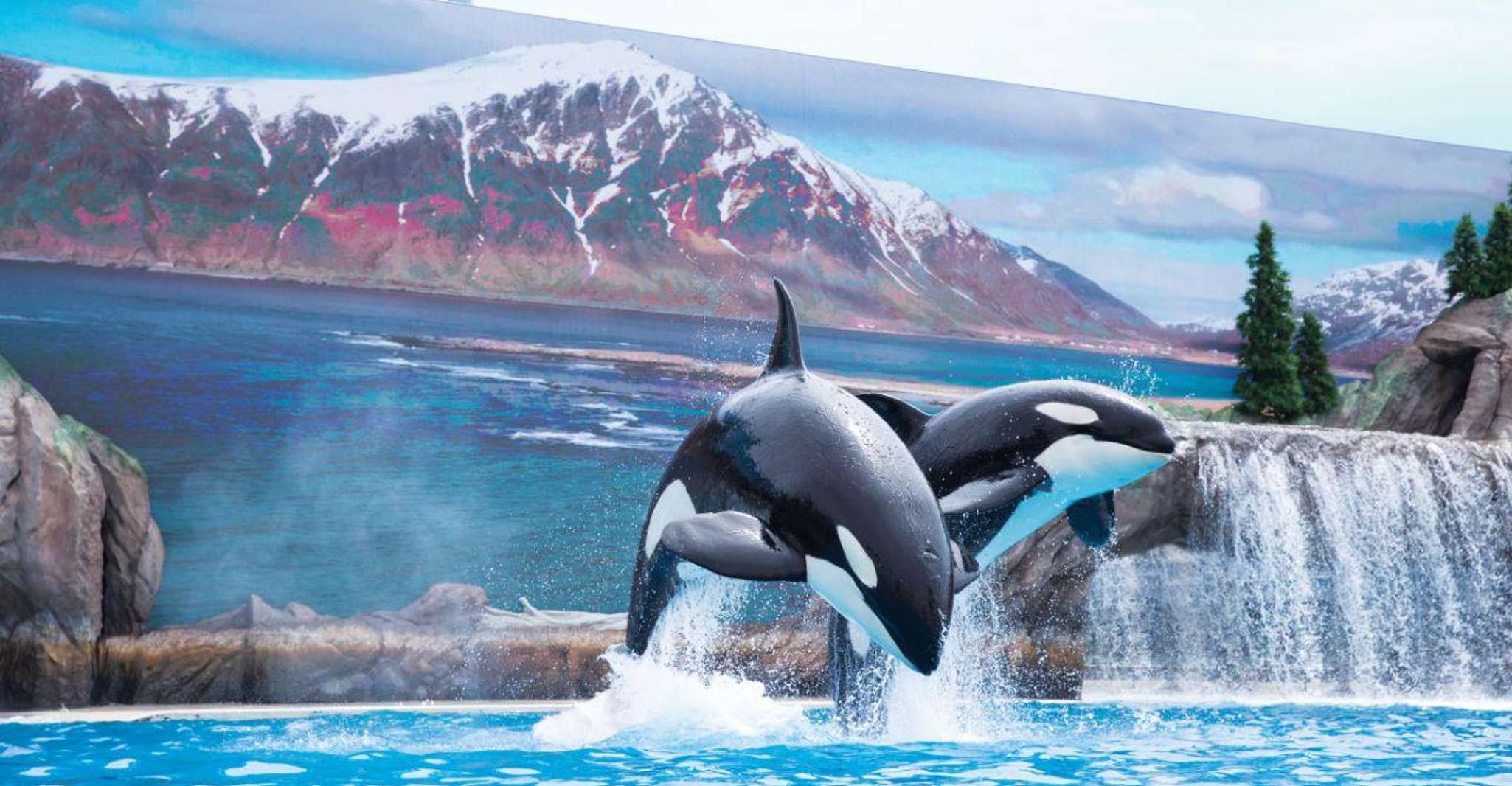 San Antonio: SeaWorld Skip-the-Line Park Admission Ticket photo 14