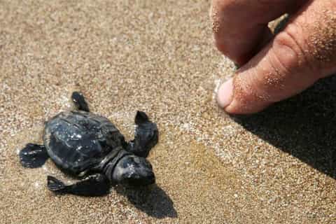 Zakynthos: Island Day Trip with Turtles, Swimming, and Caves