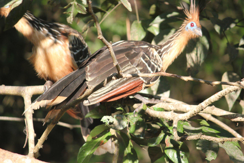 Explore Yasuní: 4-Day, 3-Night Getaway in a Standard Room Yasuní, 4 days and 3 nights. Standard room.