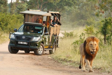 Krüger-Nationalpark: Ganztägige private Safari mit Abholung