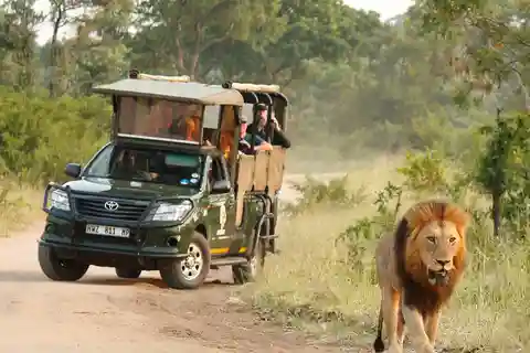 Kruger National Park: Heldags privat safari med upphämtning