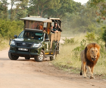 Parque Nacional Kruger: Safari privado de dia inteiro com serviço de busca