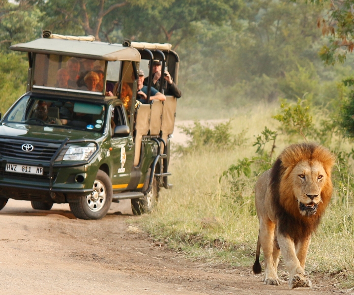 Kruger National Park: privésafari van een hele dag met ophaalservice