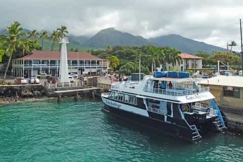 Maui, Lahaina: Turtle Town Snorkel & Whale Watch