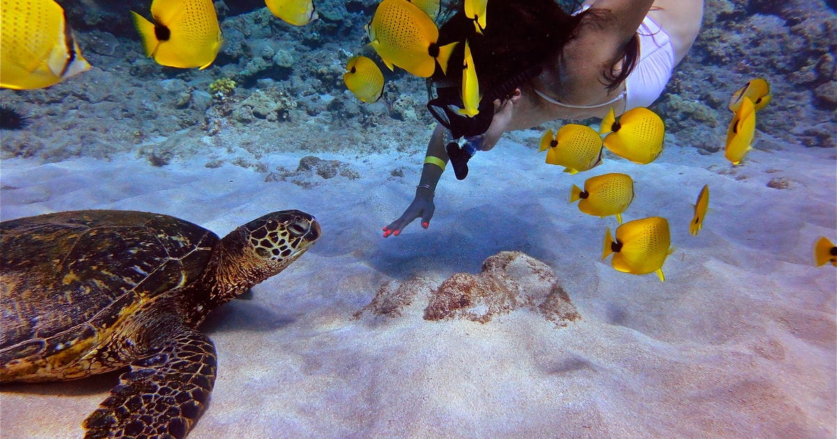 Maui Lahaina Lana I Or Turtle Town Afternoon Snorkel Getyourguide