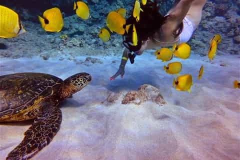 Maui, Lahaina: Lana'i or Turtle Town Snorkel & Whale Watch