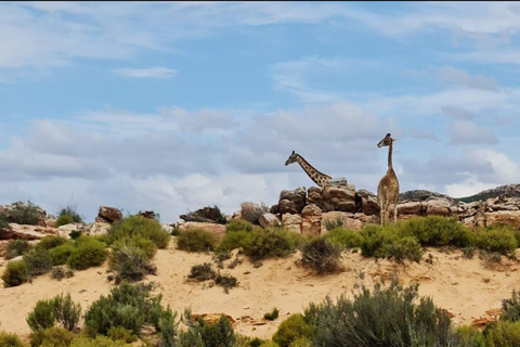 Cape Town: Cape Town Big Five Sunset Safari with Snacks