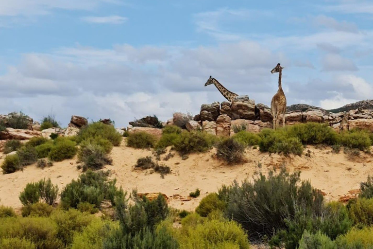 Cape Town: Cape Town Big Five Sunset Safari with Snacks