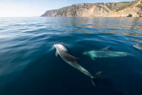 Setubal & Tróia: Sado Estuary Dolphin Watching Boat Trip