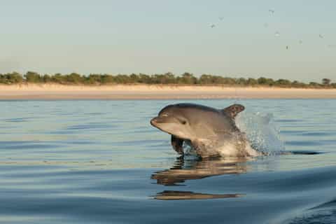 Setubal & Tróia: Sado Estuary Dolphin Watching Boat Trip